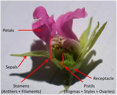 When less is more: Visitation by generalist pollinators can have neutral or negative effects on plant reproduction